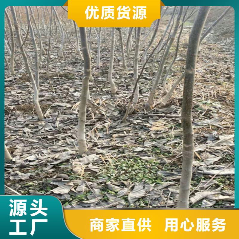 核桃苗紅肉西梅源廠直銷