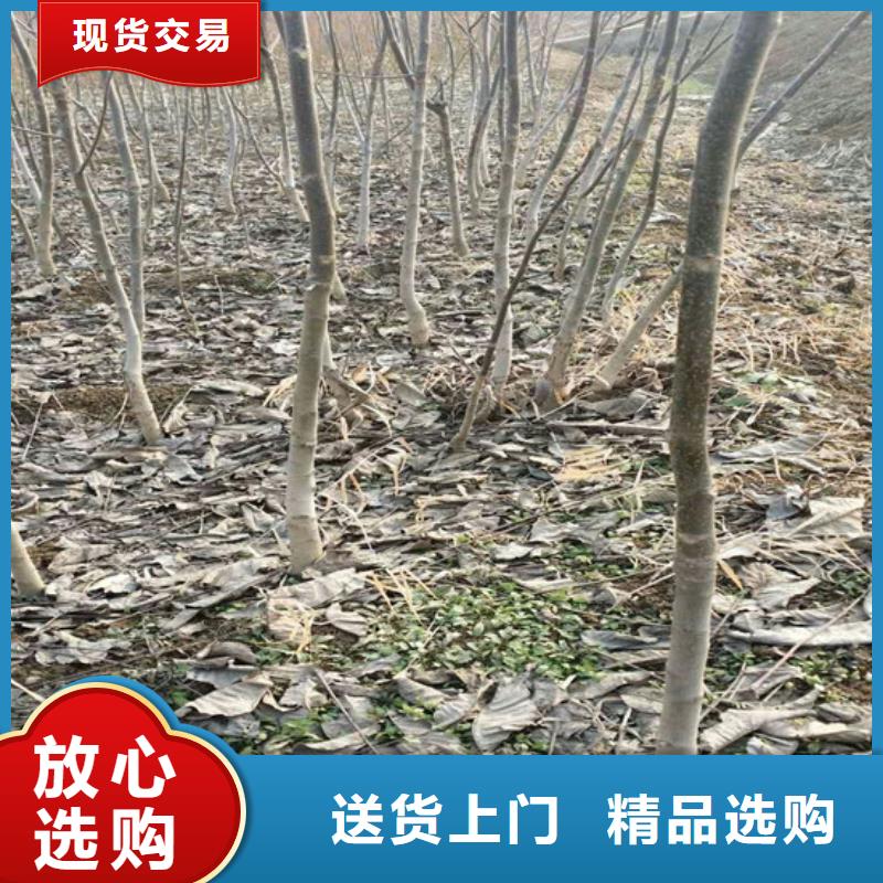 核桃苗草莓苗價格快速生產(chǎn)