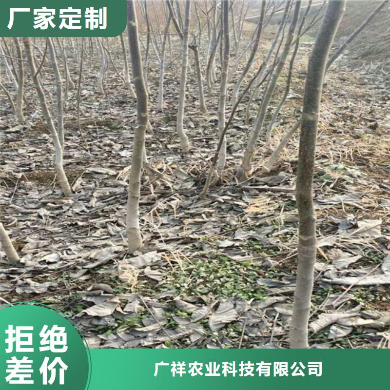 核桃苗草莓苗價(jià)格專業(yè)信賴廠家