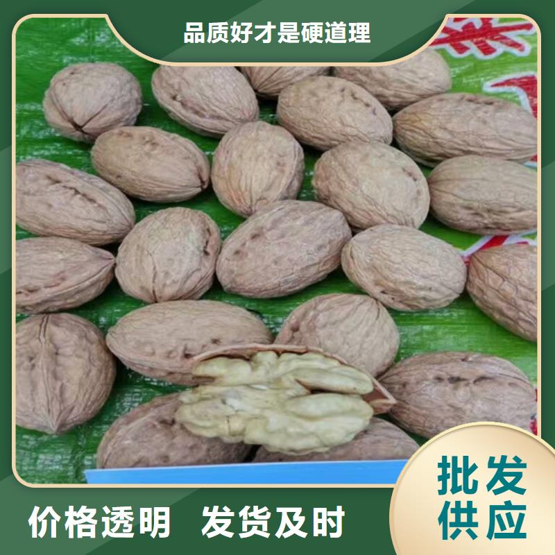 核桃苗草莓苗价格实力派厂家