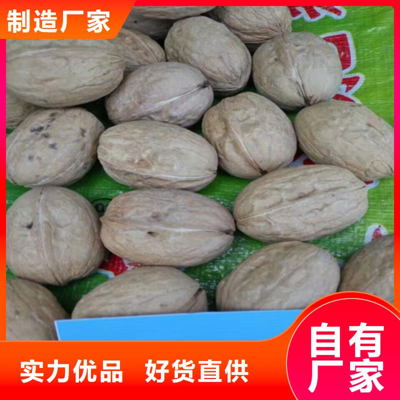 核桃苗,吉塞拉6號砧木拒絕差價(jià)