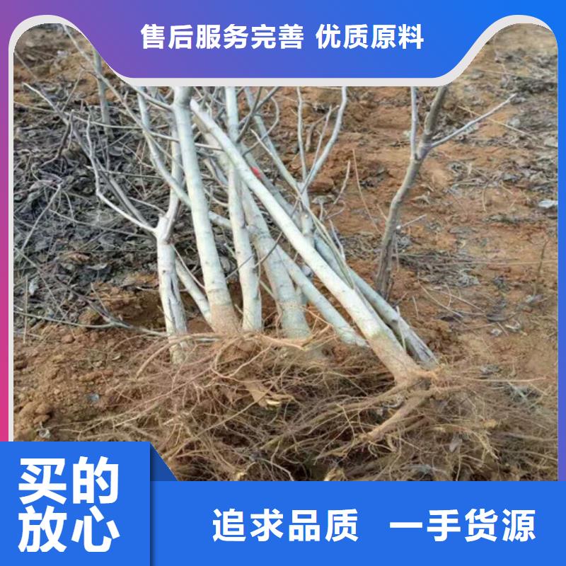 核桃苗,桃樹苗廠家現(xiàn)貨批發(fā)