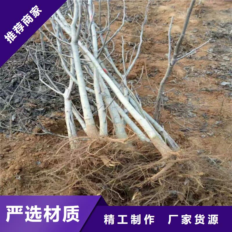 核桃苗-西梅樹(shù)苗源頭把關(guān)放心選購(gòu)
