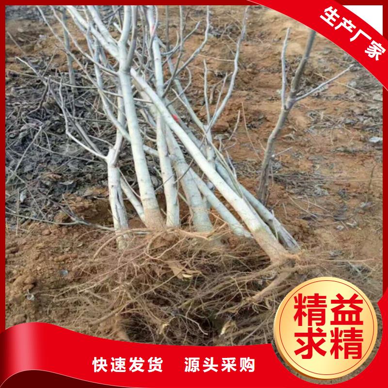 核桃苗無花果樹苗品質(zhì)服務(wù)