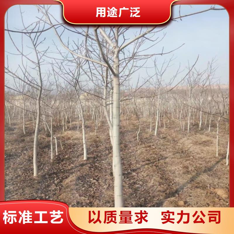 核桃苗-梨樹苗誠(chéng)信經(jīng)營(yíng)