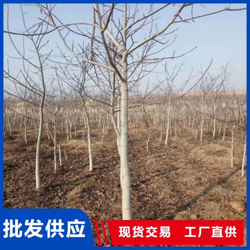 核桃苗,梨树苗源头厂家来图定制