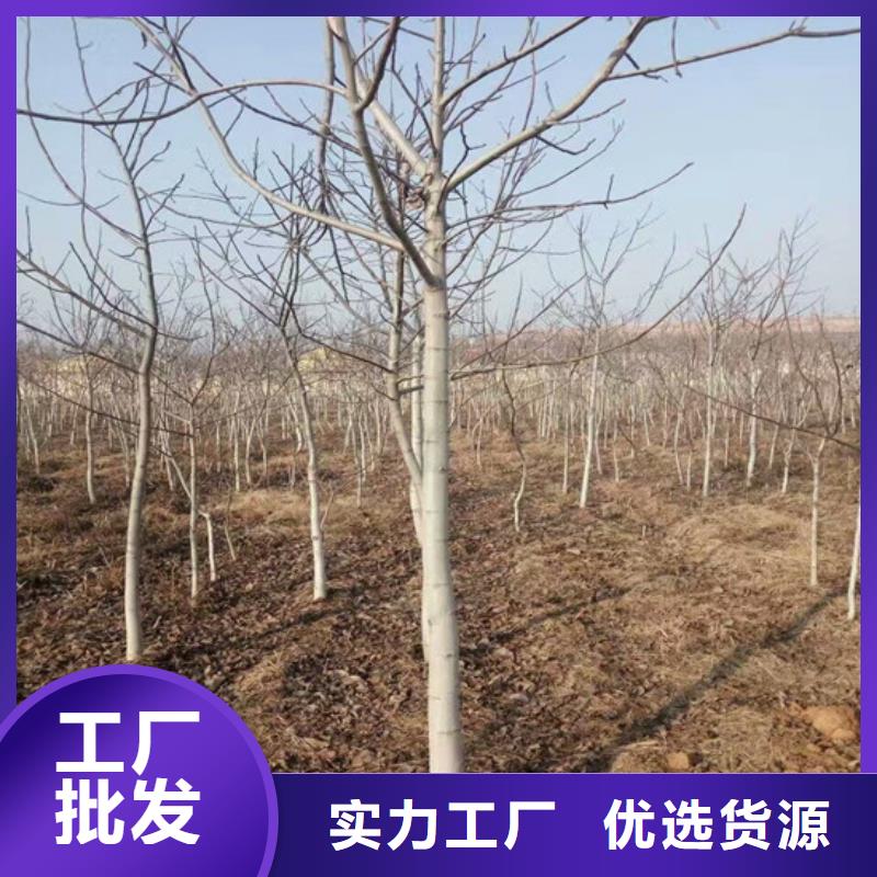 核桃苗,桃樹苗廠家現(xiàn)貨批發(fā)