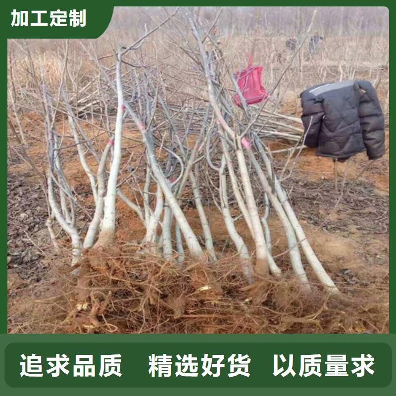 核桃苗_青蘋(píng)果樹(shù)苗型號(hào)全價(jià)格低