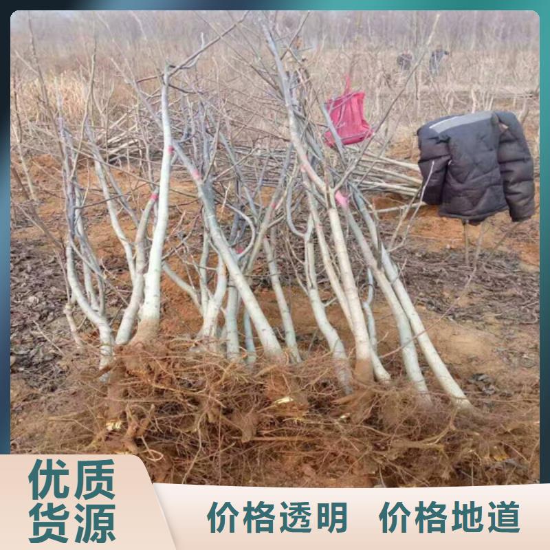 核桃苗梨樹苗基地歡迎來(lái)廠考察