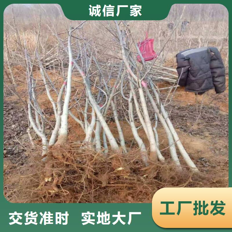 核桃苗櫻桃苗售后無憂