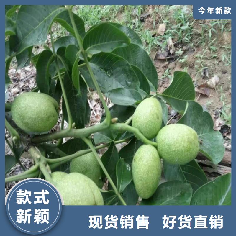 核桃苗大棚草莓苗優(yōu)勢