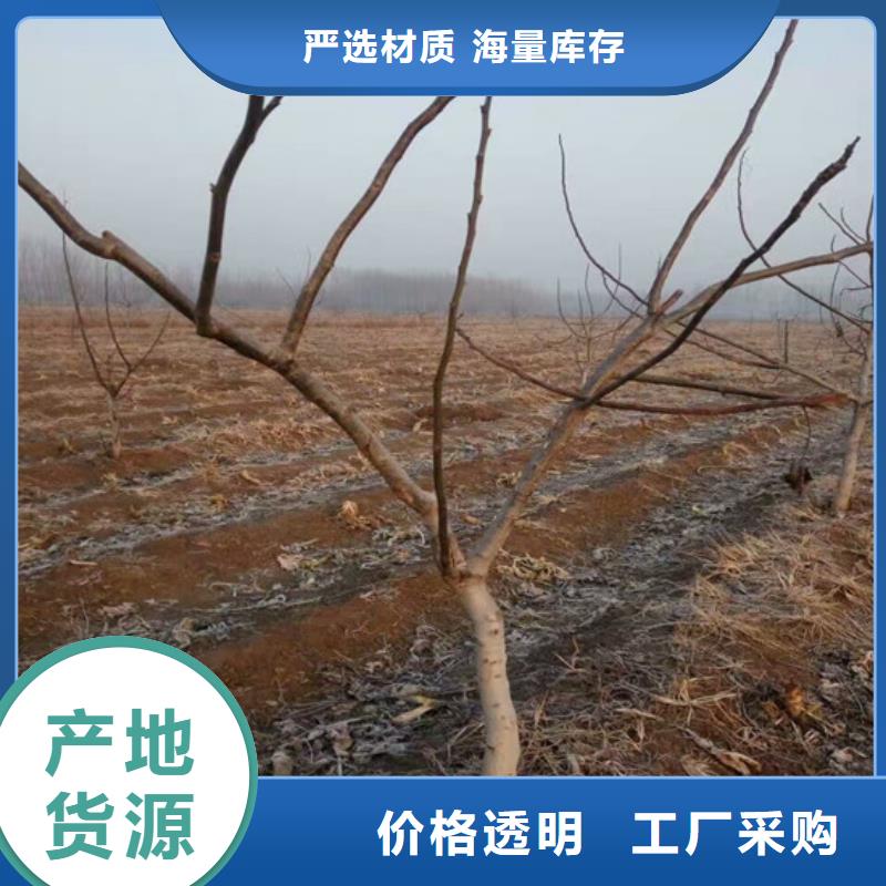 核桃苗-柱狀梨樹苗現(xiàn)貨直發(fā)