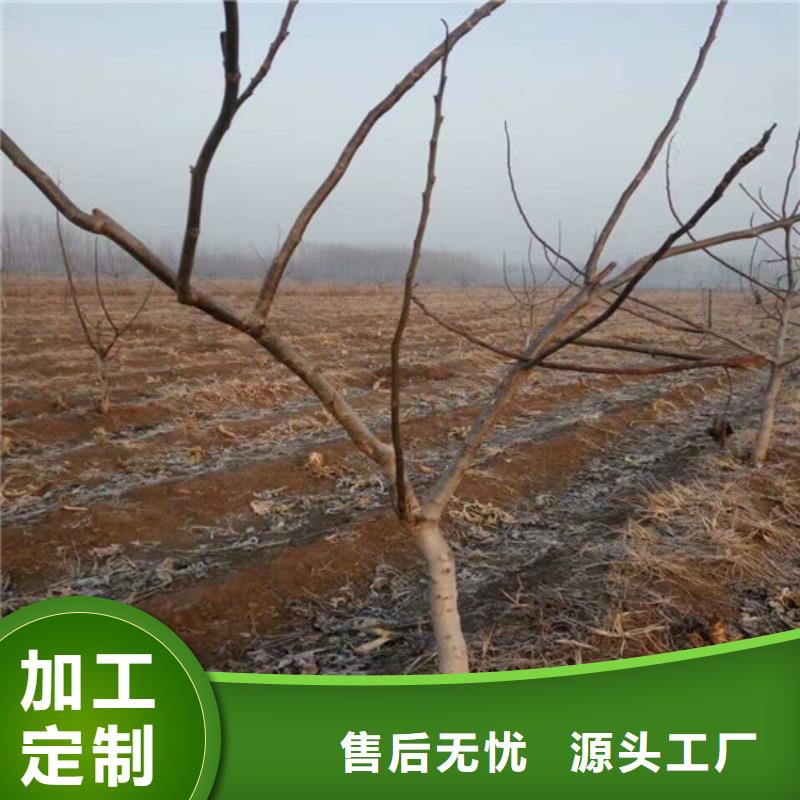 核桃苗櫻桃苗售后無(wú)憂(yōu)