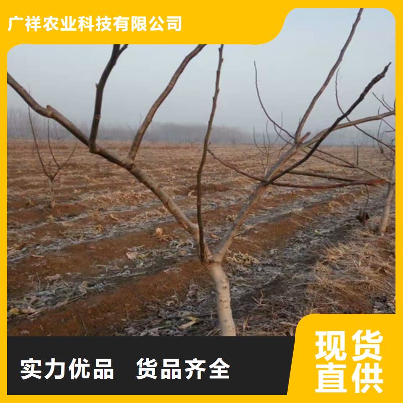 核桃苗大棚草莓苗工厂直供