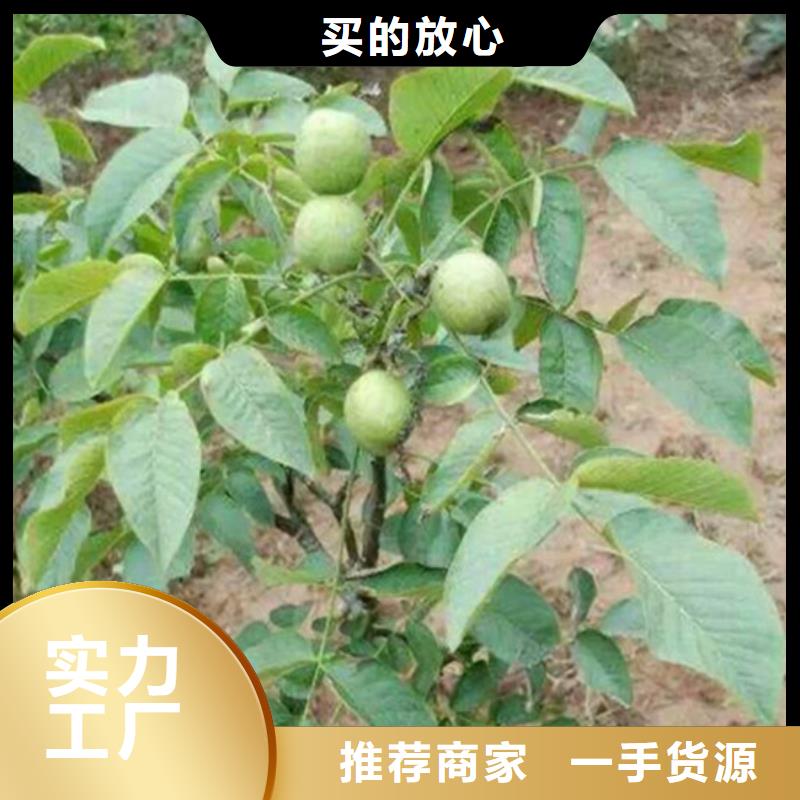 核桃苗_梨樹苗一對一為您服務