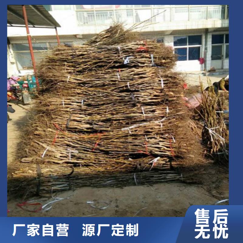 核桃苗蘋(píng)果苗行業(yè)優(yōu)選