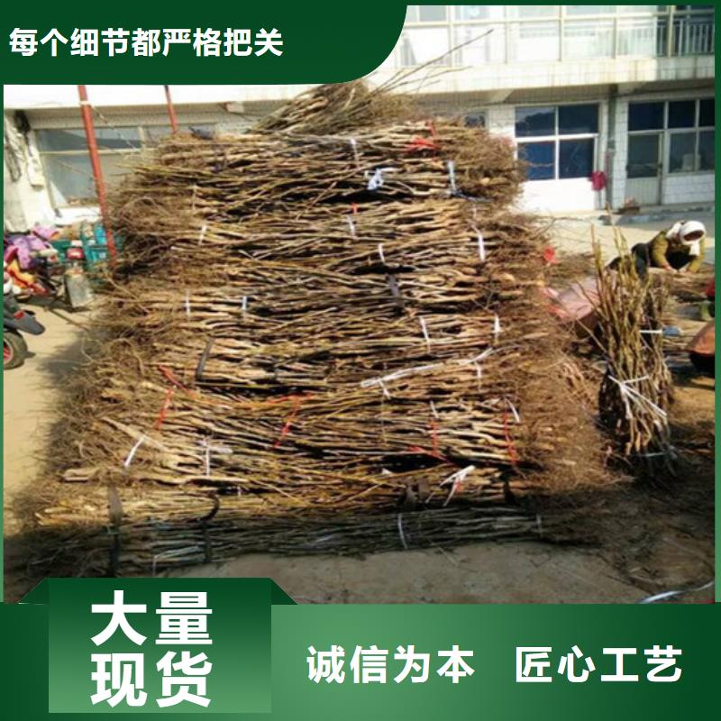 核桃苗果树苗批发基地产品实拍