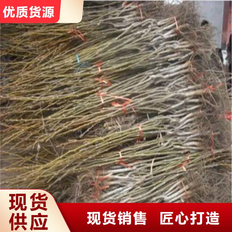 核桃苗果树苗厂家直营