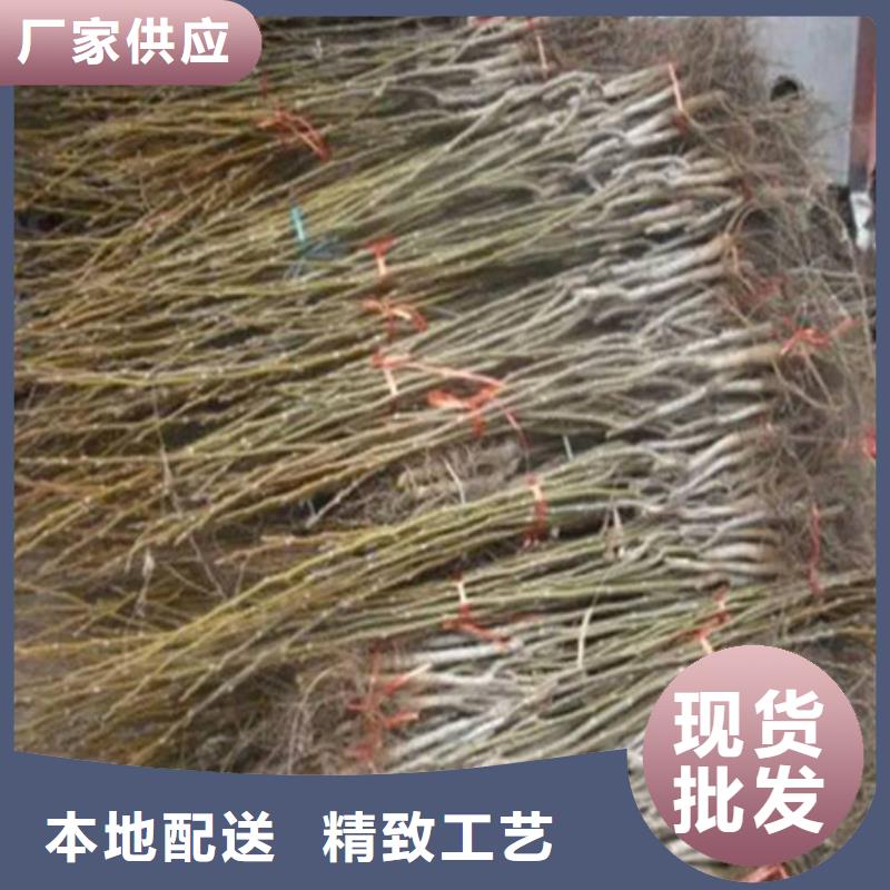 核桃苗-梨樹苗誠(chéng)信經(jīng)營(yíng)