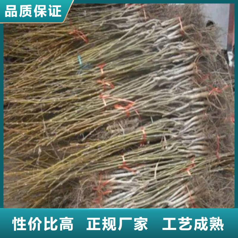 核桃苗_果树苗批发基地厂家直销售后完善