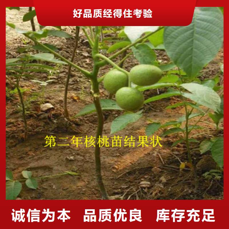 核桃苗,葡萄苗基地生产经验丰富
