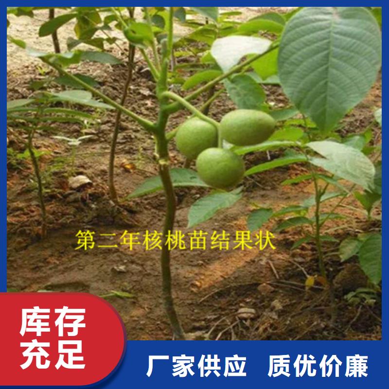 核桃苗夏黑葡萄苗精挑细选好货