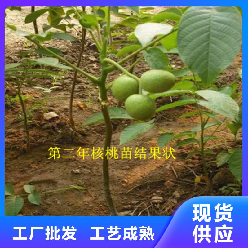 核桃苗果树苗批发基地产品实拍
