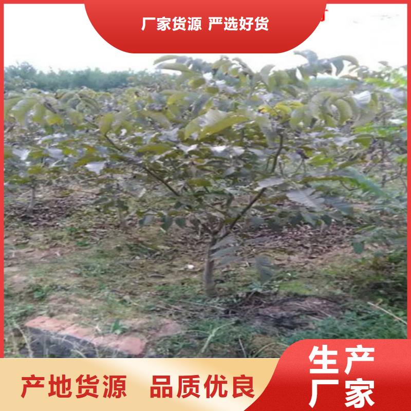 核桃苗櫻桃苗售后無(wú)憂(yōu)