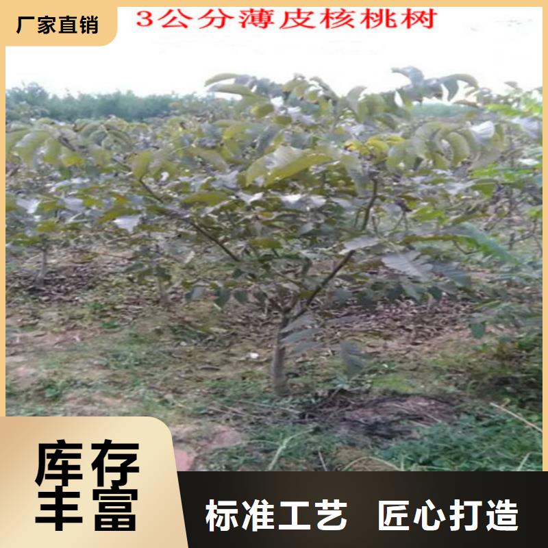 核桃苗桃樹(shù)苗基地好廠家有擔(dān)當(dāng)