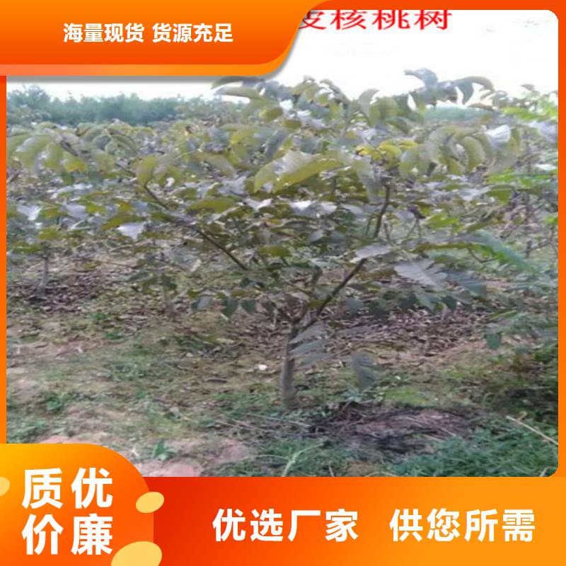 核桃苗草莓苗價格專業(yè)信賴廠家