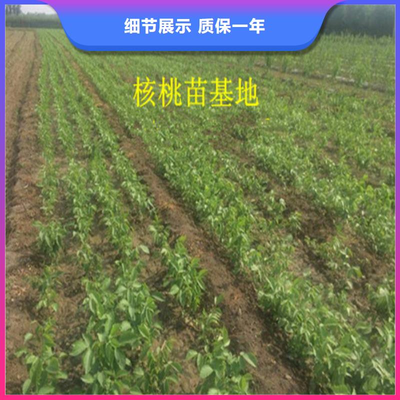 核桃苗-柱狀梨樹苗現(xiàn)貨直發(fā)