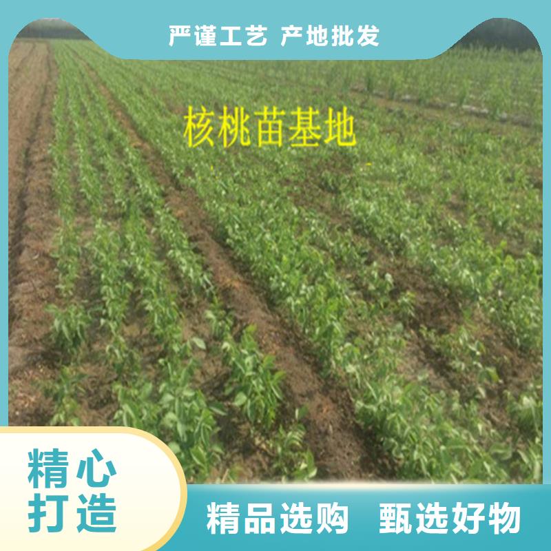 核桃苗,桃樹苗廠家現(xiàn)貨批發(fā)