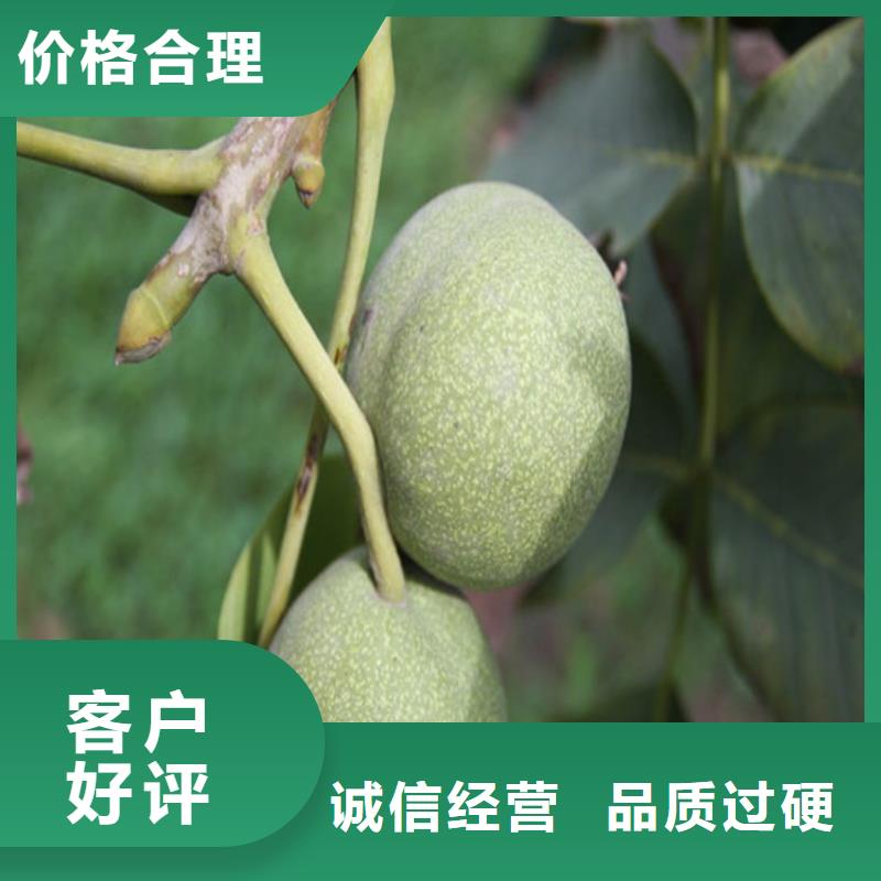 【 核桃苗,苹果苗库存齐全厂家直供】广祥苹果苗基地