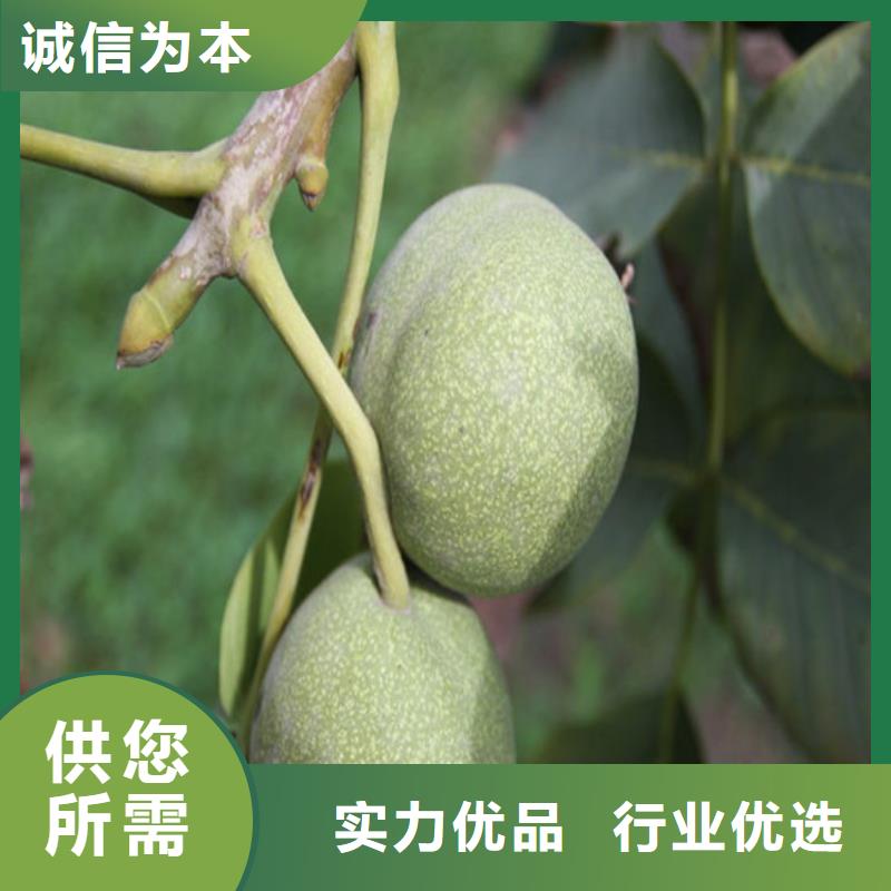 核桃苗蘋果苗產(chǎn)地直供