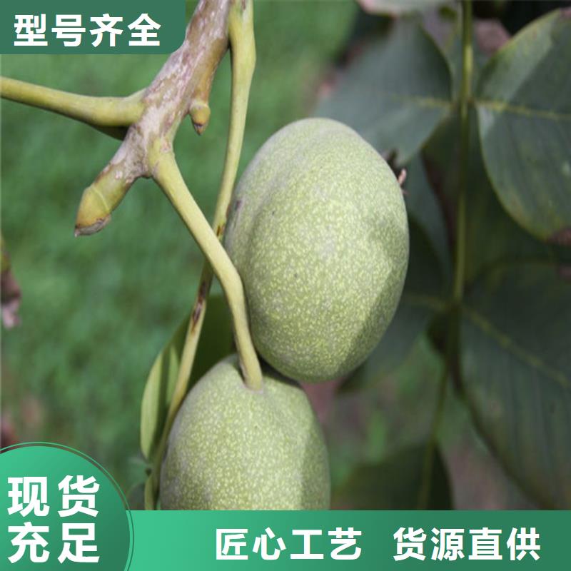 核桃苗櫻桃苗優(yōu)質(zhì)工藝