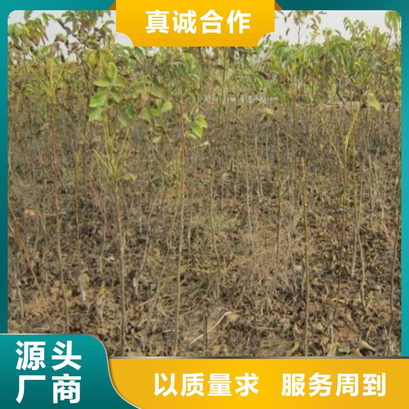 核桃苗板栗苗低價貨源