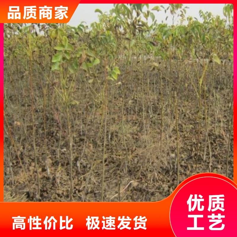 核桃苗-板栗苗快速生产