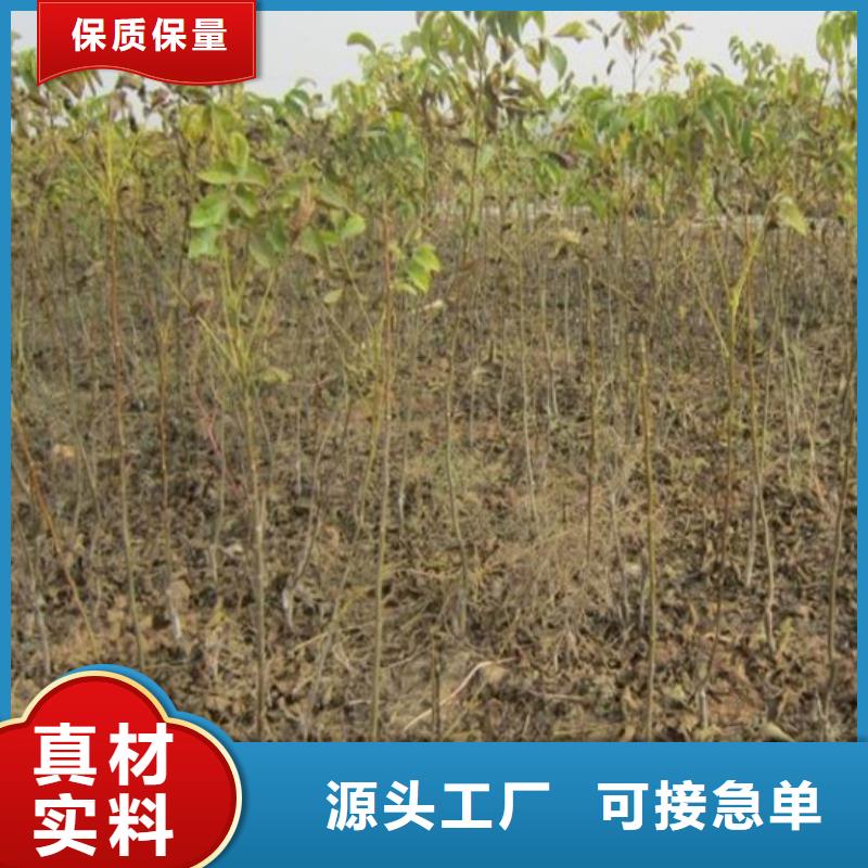 核桃苗大棚草莓苗工廠直供
