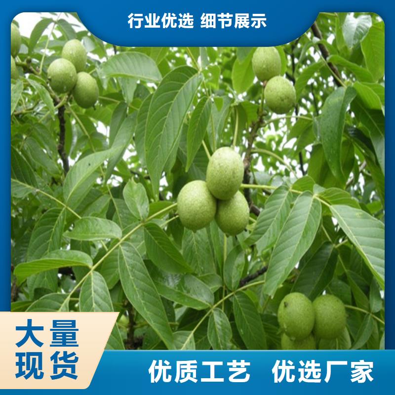 核桃苗板栗苗低價(jià)貨源