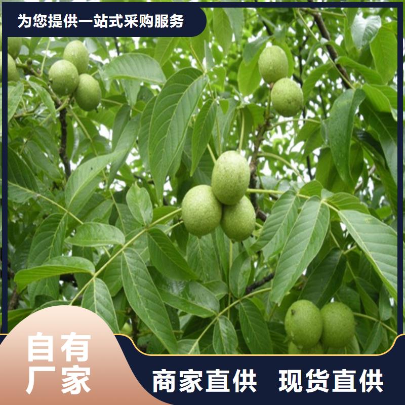 核桃苗-西梅樹苗源頭把關(guān)放心選購