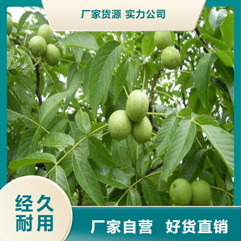核桃苗蘋果苗產(chǎn)地直供