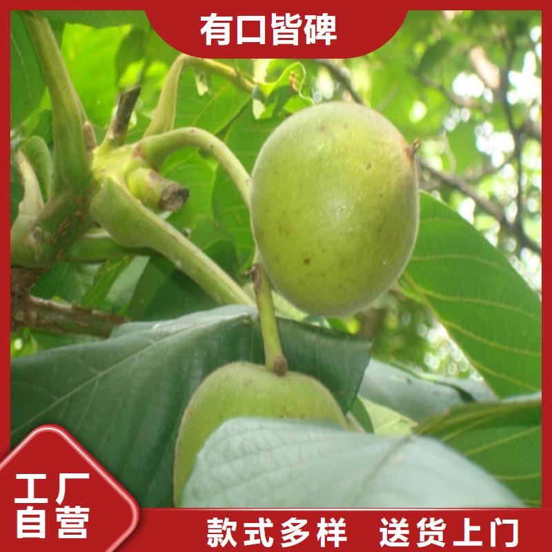 核桃苗,草莓苗價(jià)格專業(yè)信賴廠家