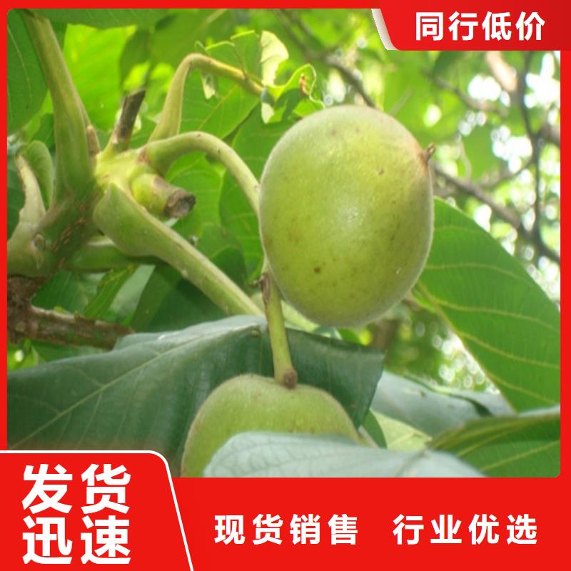 核桃苗吉塞拉6號(hào)砧木擁有多家成功案例