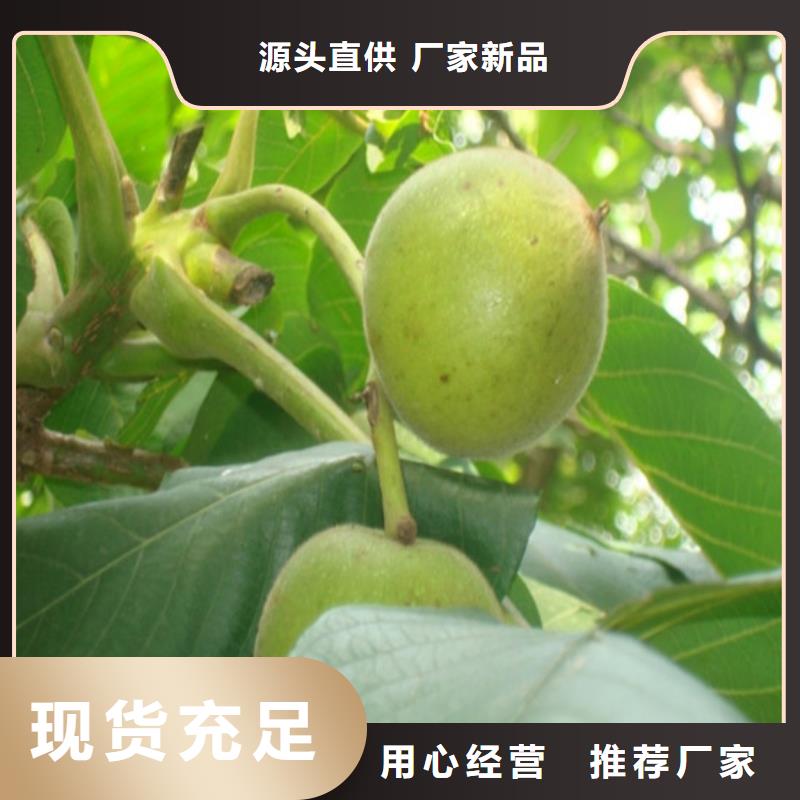 核桃苗樱桃苗优质工艺