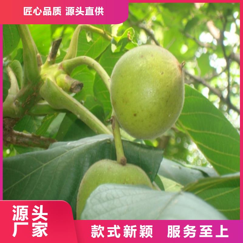 核桃苗,桃树苗可定制有保障