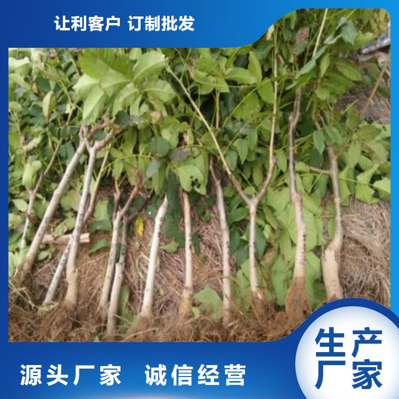 核桃苗草莓苗价格实力派厂家