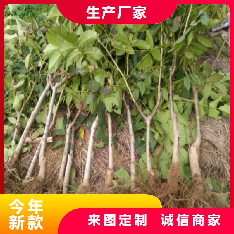 核桃苗-梨樹苗誠(chéng)信經(jīng)營(yíng)