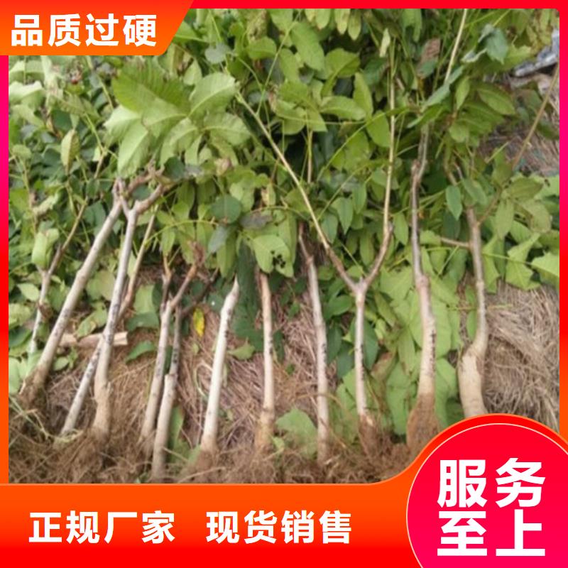 核桃苗果樹苗批發(fā)基地詳細(xì)參數(shù)