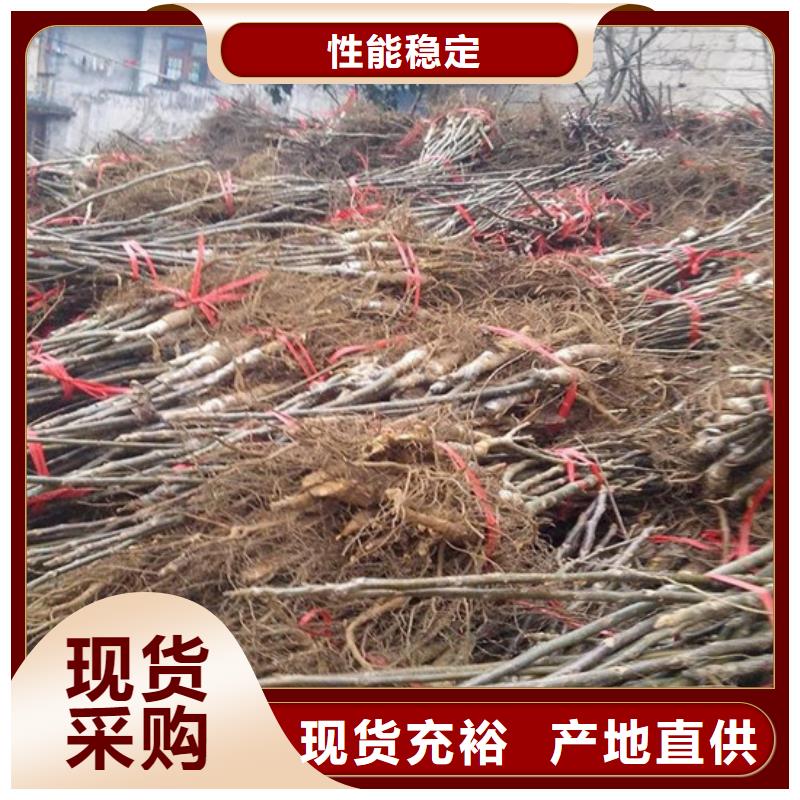 核桃苗櫻桃苗實(shí)體廠家