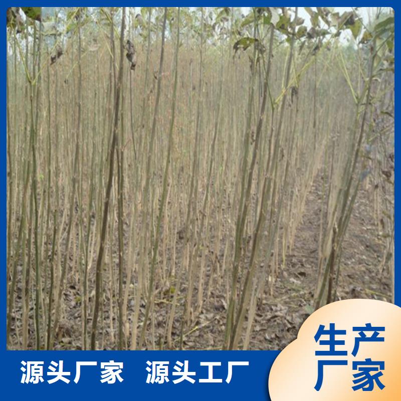 核桃苗板栗苗符合標(biāo)準(zhǔn)